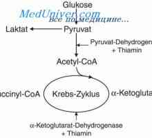 Fiziologia metabolismului tiamina. Cerința de zi cu zi de tiamină