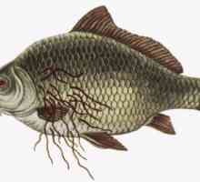 Ce pește opisthorchiasis dacă există o mare, râu, uscat, cum să gătească?
