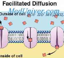 Pentru proteinele de transport ale membranei celulare. Difuziunea prin membrana celulară