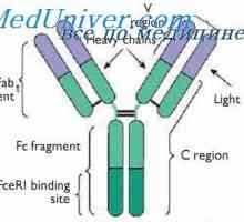 Regiunile variabile ale lanțurilor ușoare de anticorpi. Genele regiunii variabile