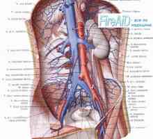 Rinichi Perfuzie (renale). Intensitatea fluxului sanguin în vasele renale (renală). Myogenic…
