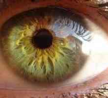 Inervarea autonom al ochiului și anexelor