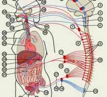 Sistemul nervos autonom: tratament, simptome, functia, anatomie