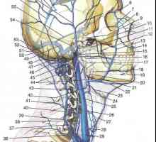 Venele ale capului și gâtului. venelor cerebrale