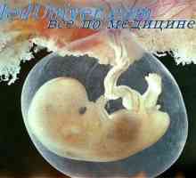 Viena embrion. Sistemul venos al embrionului