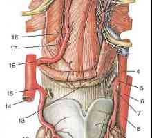 Ramurile arterei carotide externe