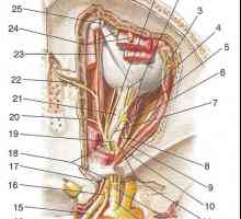 Ramurile nervului trigemen: nervi oftalmice si maxilare