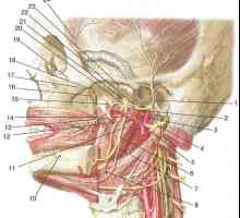 Ramurile nervului trigemen: nervul mandibular