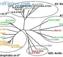 Tipuri de mutatii histocompatibilitate gene complexe. mutatii de studiu n-2