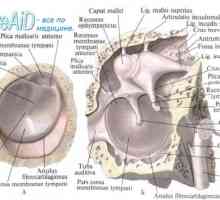 Structurile urechii interne. conexiune labirint anatomică.