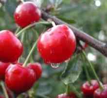 Cherry soiuri, cultivare, îngrijire