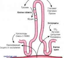 Efectul glutamina asupra creșterii și dezvoltării tractului gastro-intestinal (GIT)