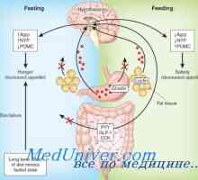 Influența hormonilor asupra stomacului. Evaluarea efectelor endocrine asupra stomacului