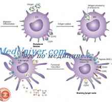 Efectul imunomodulatoare asupra celulelor dendritice. Morfologia celulelor dendritice