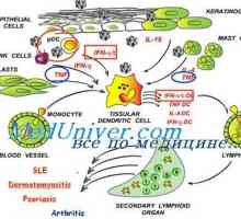 Efectul Immunovac sn-4 rezistentei nespecifice. Izolarea complexului major de histocompatibilitate