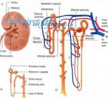 Filtrare Autocontrol în rinichi. Auto-reglarea fluxului sanguin renal