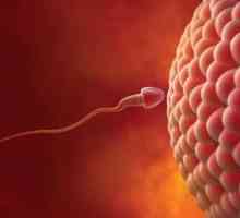 Sentimente interioare de sex feminin: ovulație, menstruație, fertilizarea