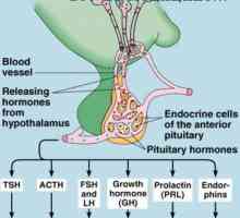 Receptori hormonali intracelular. Mecanisme de mediatori secundari