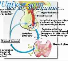 Hormoni tiroidieni. Sinteza hormonilor tiroidieni, capcana de iod