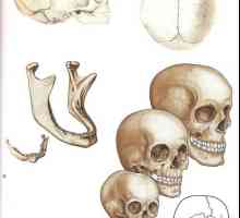 Diferențele de vârstă în structura craniului