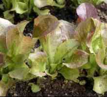 Bolilor și dăunătorilor de salată