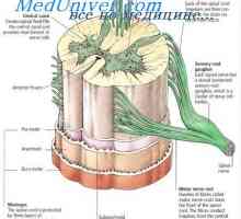 Celule ale sistemului de frânare Renshaw. receptori senzoriali musculare