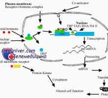Interacțiunea hormon steroidian cu celula. Activitatea biologică a hormonului