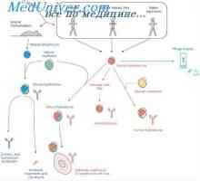 Interacțiunea limfocitelor T și B. Interacțiunea dintre limfocite și macrofage