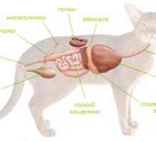 Boala (boala) a pancreasului la câini și pisici
