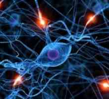 Boli ale sistemului nervos periferic și neuron cu motor