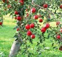 Regularități de creștere și fructe copaci de mere