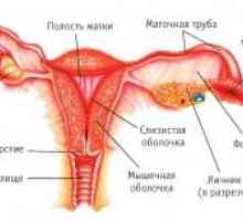 Genital feminin cancer: funcția, de dezvoltare, structura