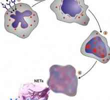 Înțeles neutrofilelor. mecanisme de fagocitoză