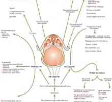 Reglementarea endodermului specializare în formarea tractului gastro-intestinal la făt