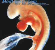 Embrion talamus. Controlul Arbitrare și de reglementare a fătului
