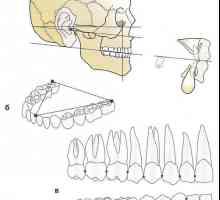 Dentare, alveolară și arcada bazala. mușca