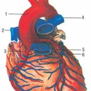 Anatomia arterelor inimii
