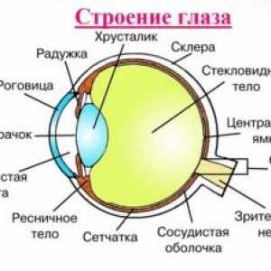 Anatomia ochiului uman: Structura
