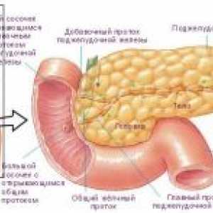 Anatomia și fiziologia intestinului uman