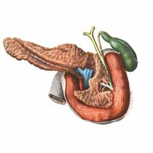 Anatomia și fiziologia pancreasului