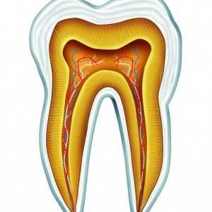 Anatomia și dezvoltarea dinților umani