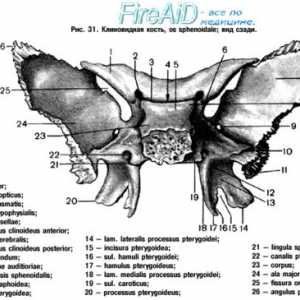Anatomie: sfenoid