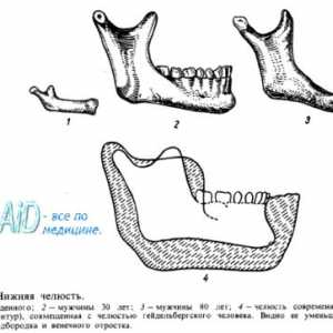 Anatomie: mandibulă