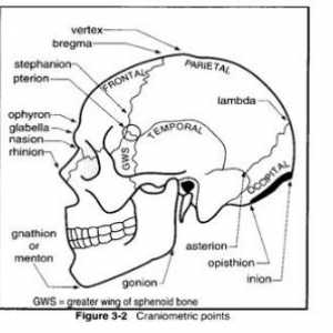 Anatomia suprafeței exterioare a craniului. punctul Craniometrical (repere externe)