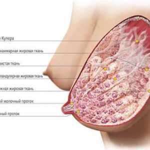 Anatomia sânului femeii