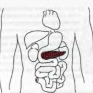 Informații anatomică și fiziologice despre pancreas