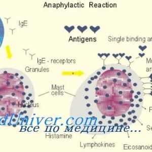 Antigen prezentând funcția celulelor dendritice de imunomodulatori. Efectul imunomodulatoare asupra…
