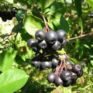 Aronia chokeberry, îngrijire, propagare, tăiere, de plantare