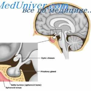 Fiziologia lobului posterior al glandei pituitare. Structura vasopresină și oxitocină