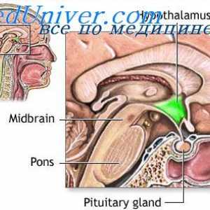 Stimularea hipotalamus. Funcția sistemului limbic de remunerare